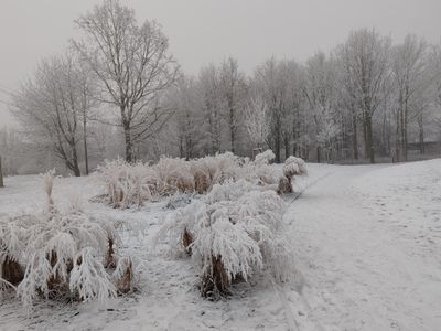 Ojíněné okrasné trávy v Ottově parku